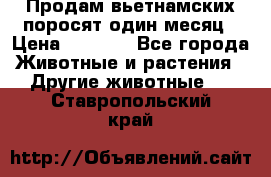 Продам вьетнамских поросят,один месяц › Цена ­ 3 000 - Все города Животные и растения » Другие животные   . Ставропольский край